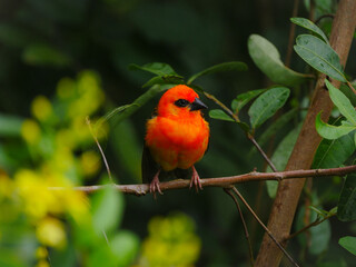 Mauritius red Fody bird perching in natural environment 