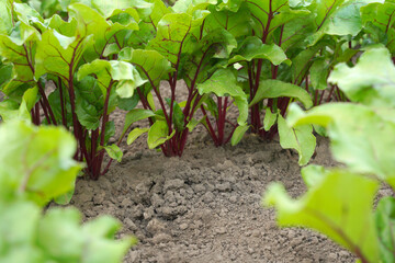Growing beetroot on the vegetable bed. Green beet leaves with red stems. Homemade food and organic vegetables.