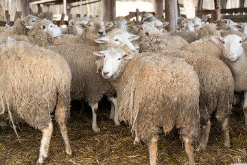 Fototapeta premium Herd of Sheep Standing Together