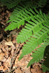 fern leaf in the forest