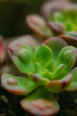 Still Life Photography - Succulent Plants