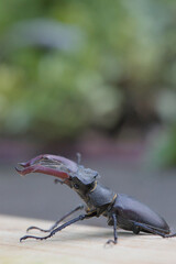 Male stag beetle with big mandibles on a wooden plate with green bokeh background