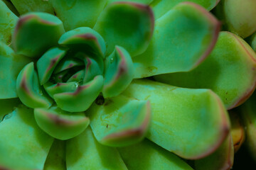 Still Life Photography - Succulent Plants
