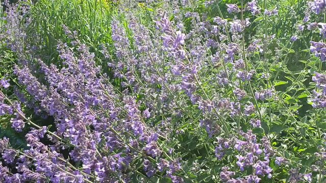 Bienen fliegen auf lila Bl&uuml;ten