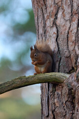 Red Squirrel (Sciurus vulgaris) feeding in a forest in the Highlands of Scotland.