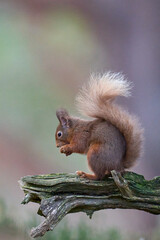Red Squirrel (Sciurus vulgaris) feeding in a forest in the Highlands of Scotland.