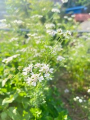 flowers in the forest