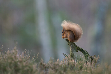 Red Squirrel (Sciurus vulgaris) feeding in a forest in the Highlands of Scotland.