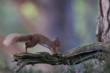 Red Squirrel (Sciurus vulgaris) feeding in a forest in the Highlands of Scotland.
