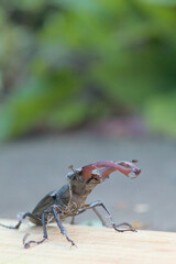 Male stag beetle with big mandibles on a wooden plate with green bokeh background