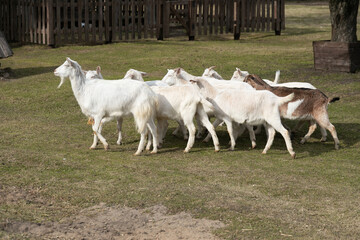 A Herd of Goats Walking Across a Lush Green Field
