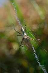 Argiope, wasp spider weaving a web in green grass