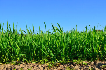 Green stems of cereal plants in a field close-up