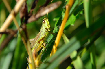 Grasshopper sitting on a stem of green grass