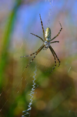 Argiope, wasp spider weaving a web in green grass