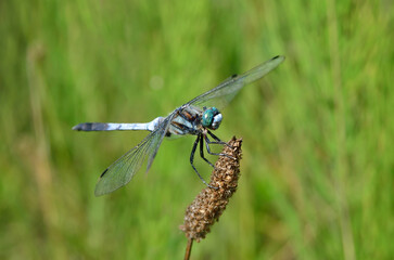 Blue dragonfly on a plant stem in green grass
