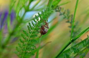 Large spider weaves a web among the green grass