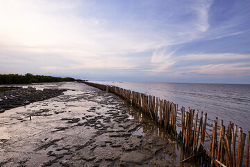 Row of bamboo poles standing in mangrove beach