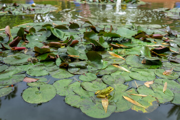 There is a frog on the lotus leaf in the pond.The Majorelle Garden is known as the most mysterious...
