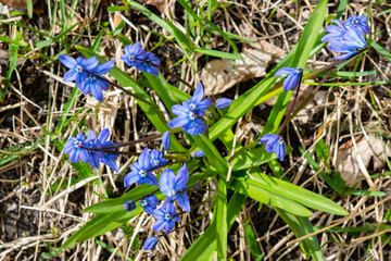 Siberian undergrowth blooms (Scilla siberica) in early spring. The first spring blue flower in close-up. The primrose.Beautiful spring background