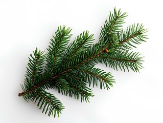 Festive Evergreen Pine Tree Branch on White Background