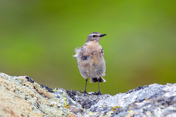Water pipit, anthus spinoletta on green background.
