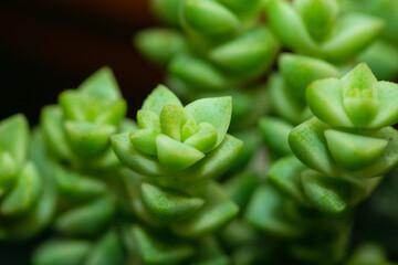 Still Life Photography - Succulent Plants