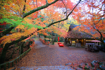 a walkway in the Nara town in autumn with the falling of red leaves
