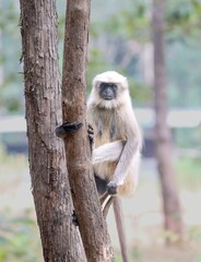 This captivating photograph features a Southern Plains Grey Langur perched on a tree branch. The image highlights the langur's expressive face and detailed fur, set against a lush, green backdrop
