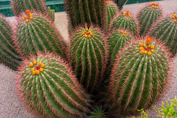 Vibrant clusters of barrel cactus bloom. Red thorns and yellow flowers.The Majorelle Garden is known as the most mysterious garden. Marrakech, Morocco.