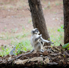 This captivating photograph features a Southern Plains Grey Langur perched on a tree branch. The image highlights the langur's expressive face and detailed fur, set against a lush, green backdrop