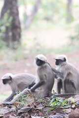 This captivating photograph features a Southern Plains Grey Langur perched on a tree branch. The image highlights the langur's expressive face and detailed fur, set against a lush, green backdrop