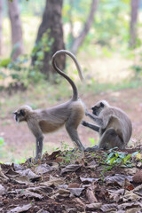 This captivating photograph features a Southern Plains Grey Langur perched on a tree branch. The image highlights the langur's expressive face and detailed fur, set against a lush, green backdrop