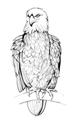 Fantasy drawing of eagle. Hand-drawn vector image. Illustration for cover for children fairy tale book or encyclopedia. Animals for kids. Black and white sketch of bird in zoo.