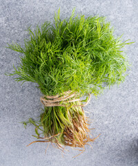 Dill green leaves. Food herb spice. Fresh dill with roots.