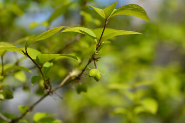 Winter flowering honeysuckle immature fruit