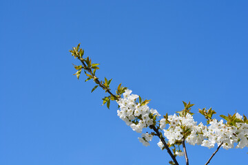 Sweet cherry branch with flowers
