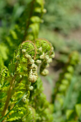 Hard shield-fern leaves