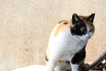 野良猫