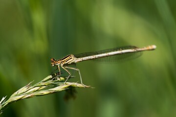 grain dragonfly