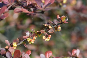 Purple Japanese barberry branch with flowers