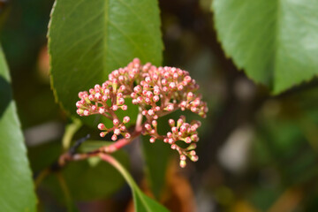 Photinia Red Robin flower buds