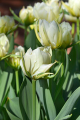 Tulip Exotic Emperor flowers