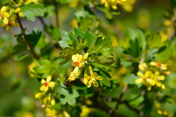 Golden currant flowers