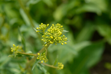 Turkish rocket flower buds