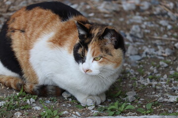 Fototapeta premium 野良猫