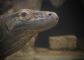 Close up of a komodo dragon