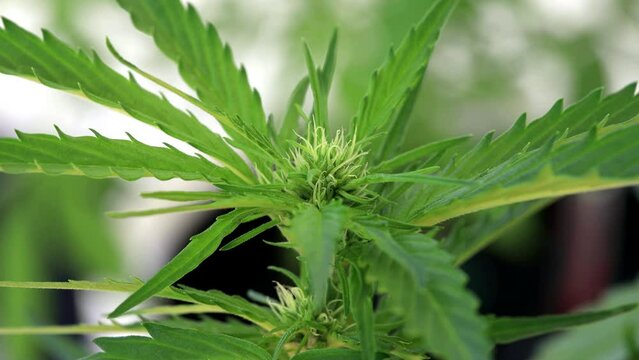 Marihuana Cannabis Bl&uuml;te Makro Aufnahme 