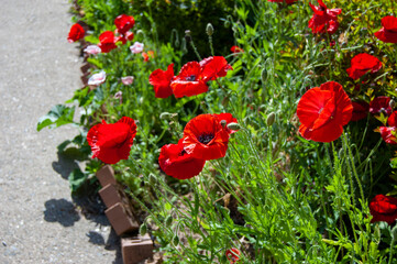 red poppies in the garden