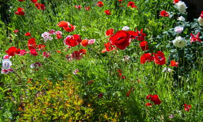 field of poppies